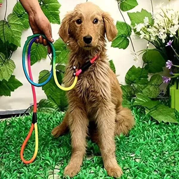 Multi Colour Leash Cats and Dogs