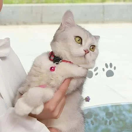 Pet Reflective Collar With Bell For Cat And Small Dog